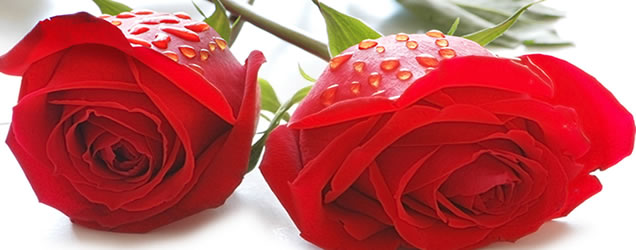 Horóscopo das flores